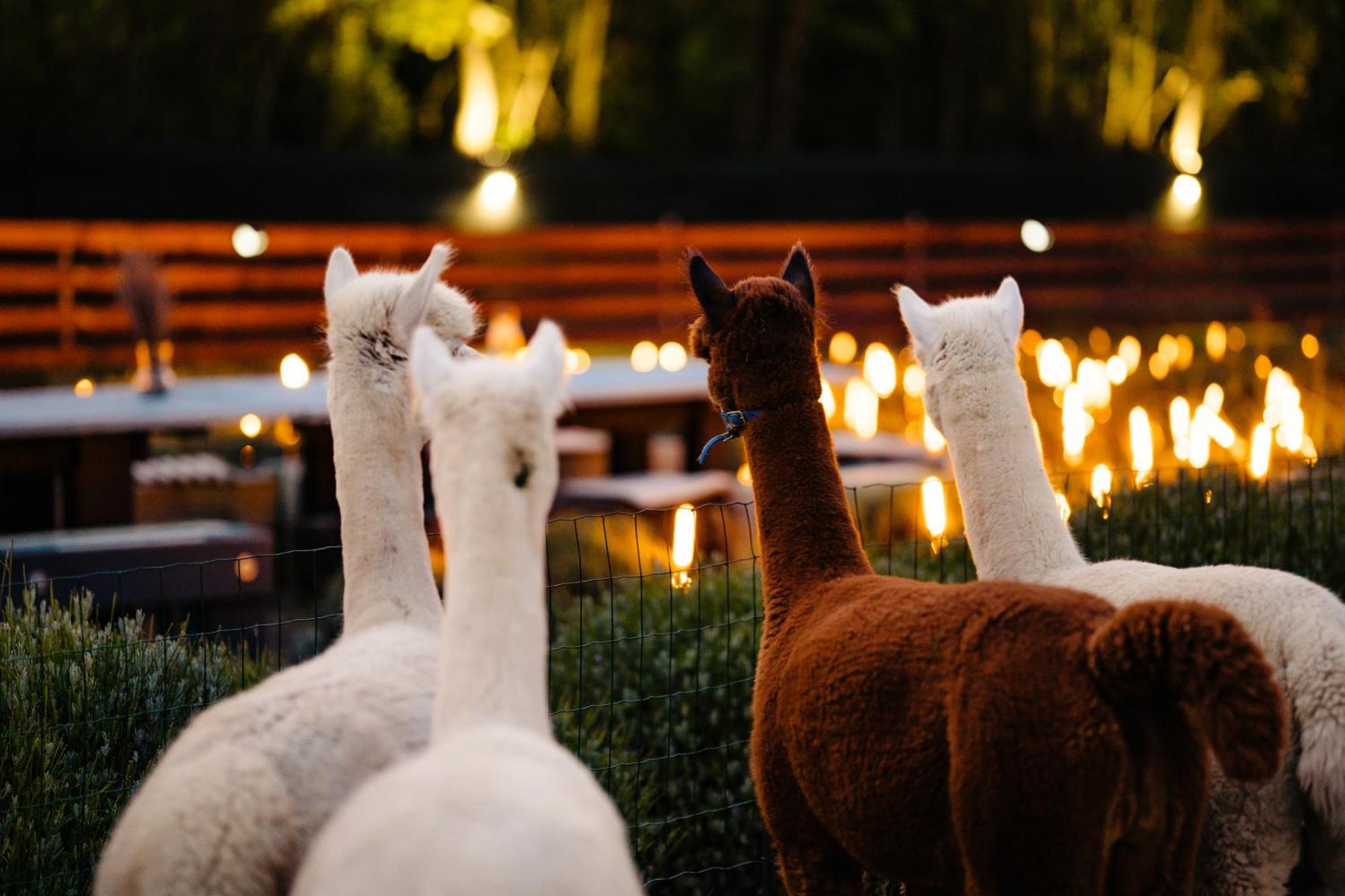 Hotel The Tribe Alpaca Retreat Branesti Esterno foto