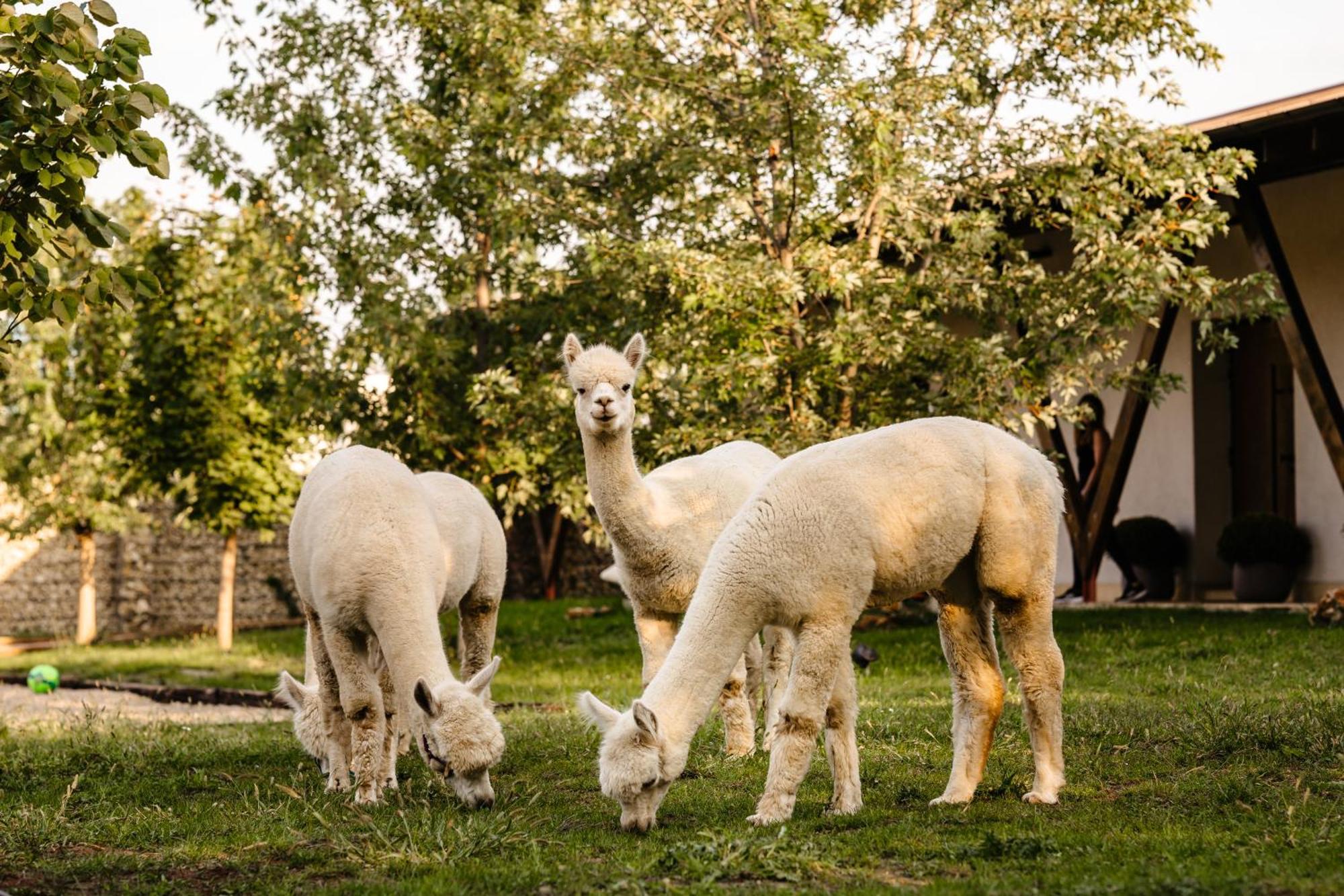 Hotel The Tribe Alpaca Retreat Branesti Esterno foto