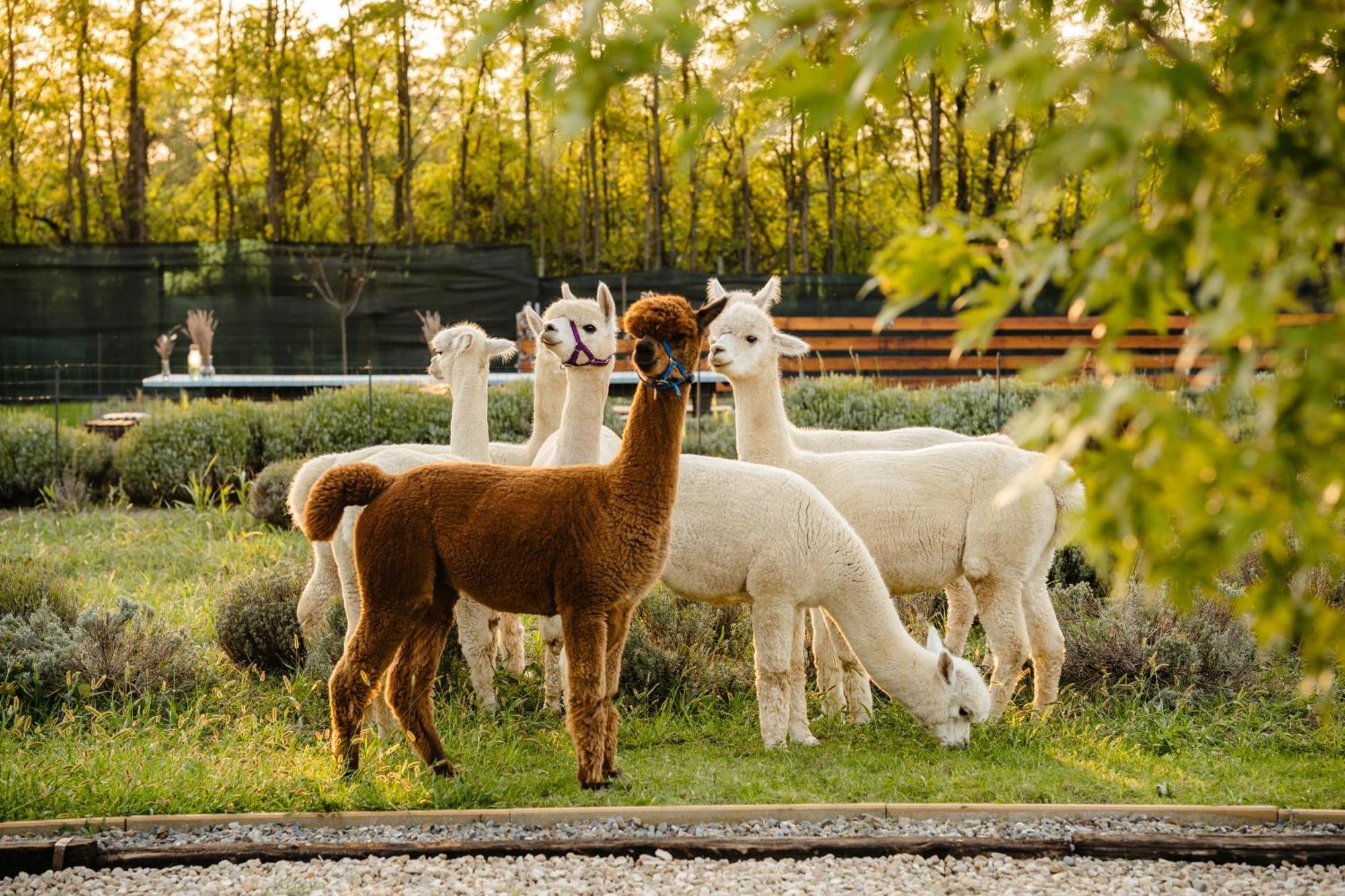 Hotel The Tribe Alpaca Retreat Branesti Esterno foto