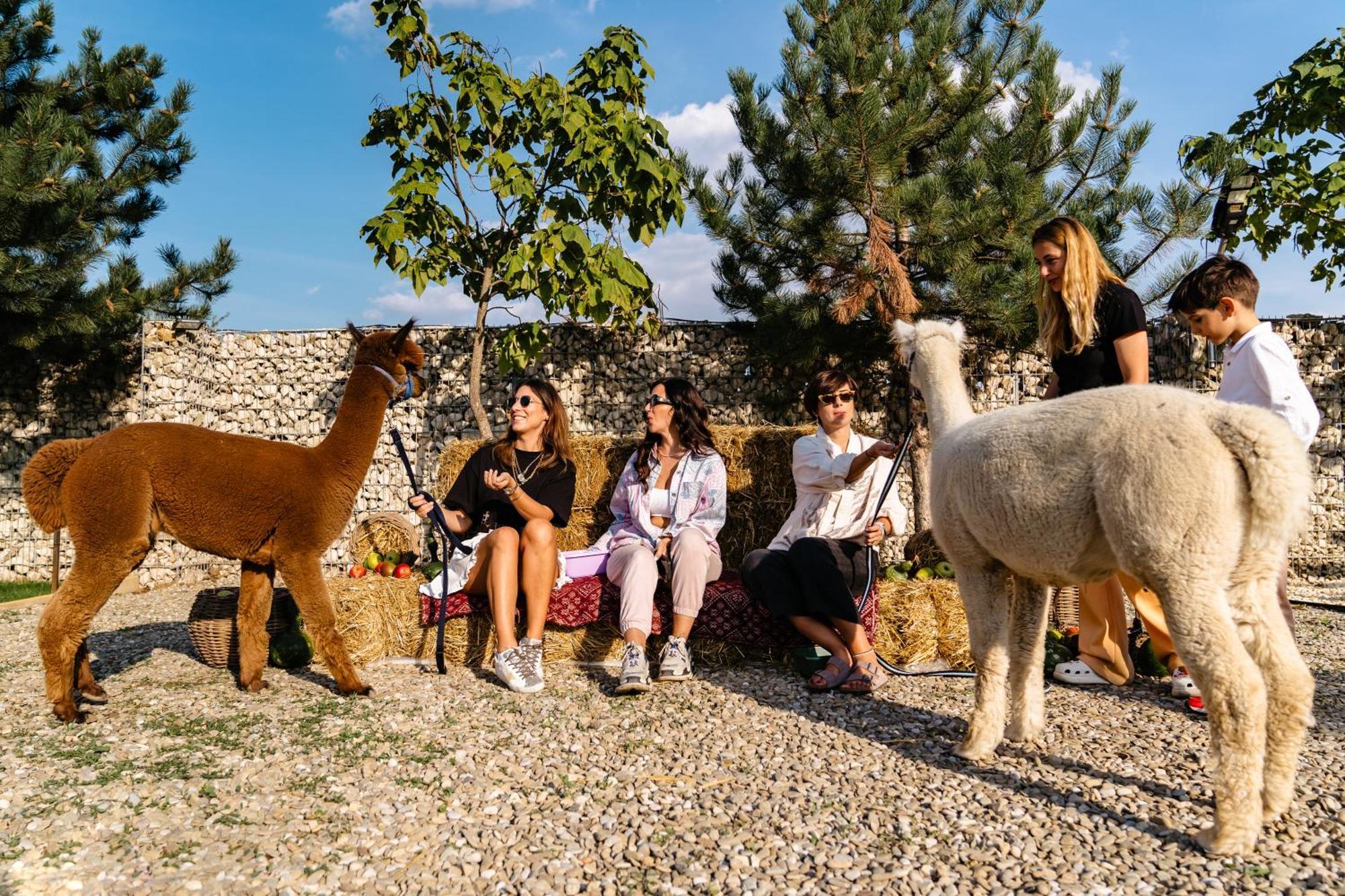 Hotel The Tribe Alpaca Retreat Branesti Esterno foto