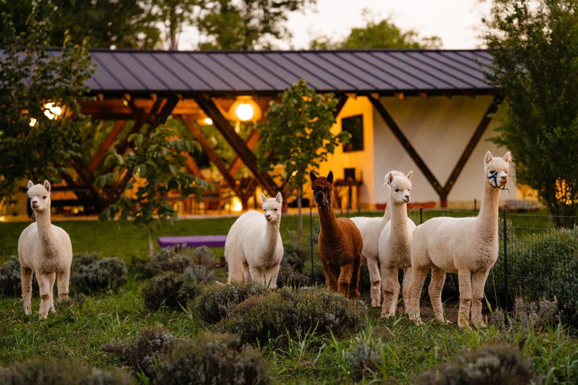 Hotel The Tribe Alpaca Retreat Branesti Esterno foto